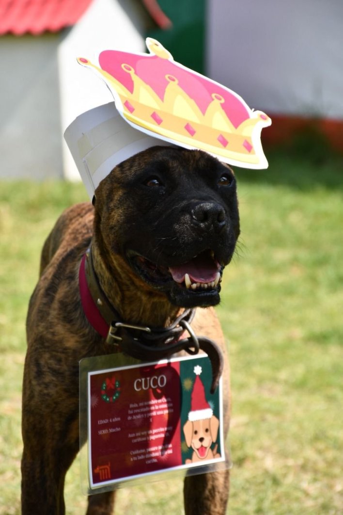 Abren buzón canino para Santa y Reyes Magos 